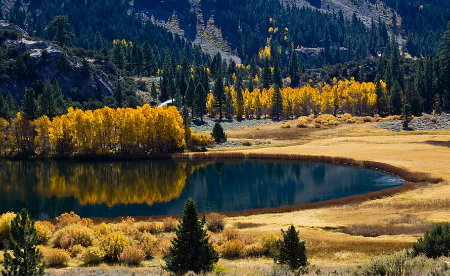 Golden Aspen Grove Reflecting in a Mountain Lake During Autumn HD wallpaper