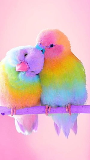 Two Pastel Rainbow Lovebirds Snuggling on a Purple Perch Against a Soft Pink Background HD phone wallpaper