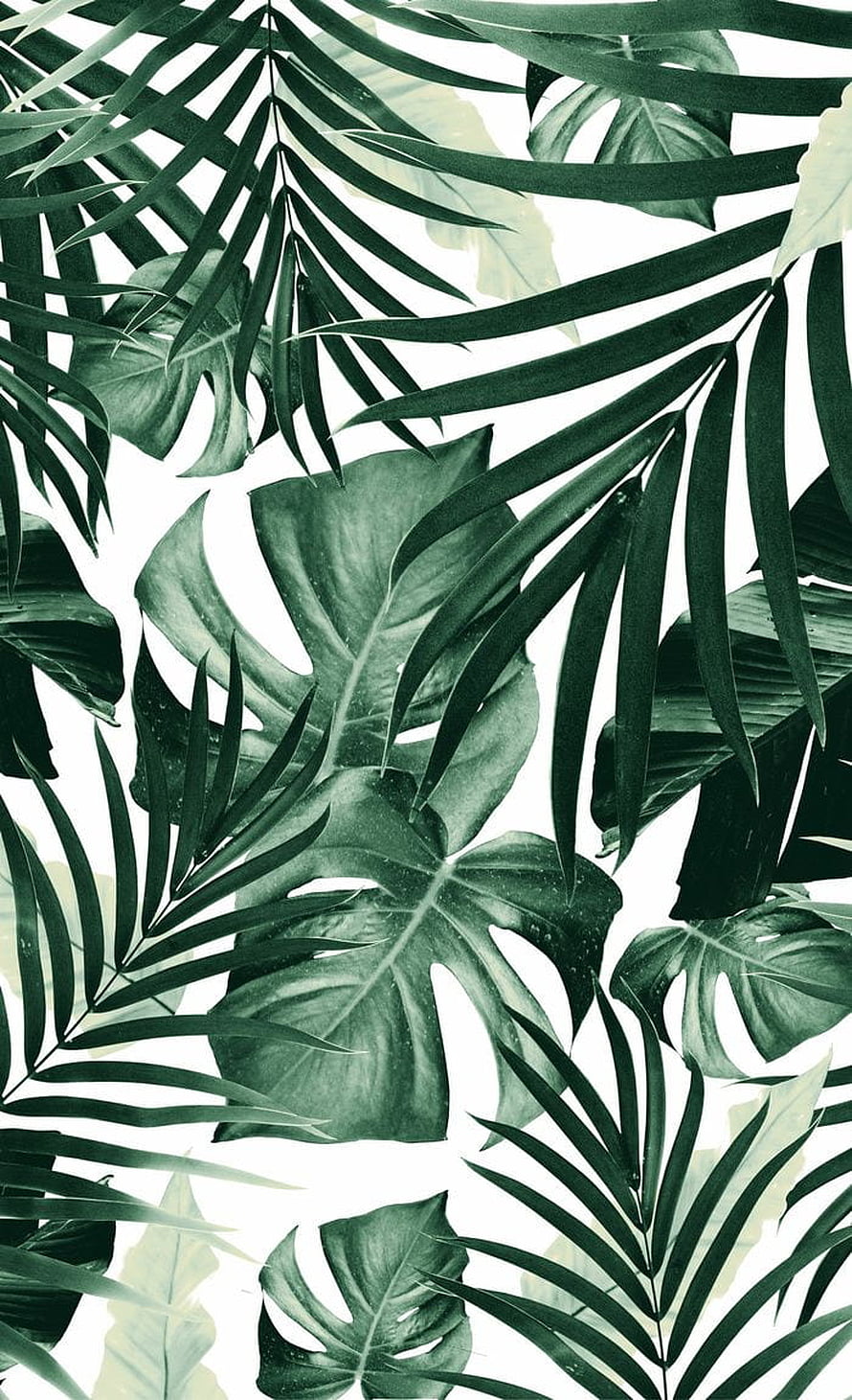 Monstera and Palm Leaf Tropical Pattern on White Background HD phone wallpaper