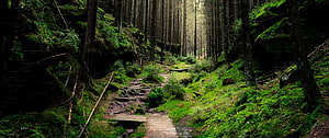 Mossy Forest Trail with Wooden Plank Walkway Through Tall Evergreen Trees HD wallpaper