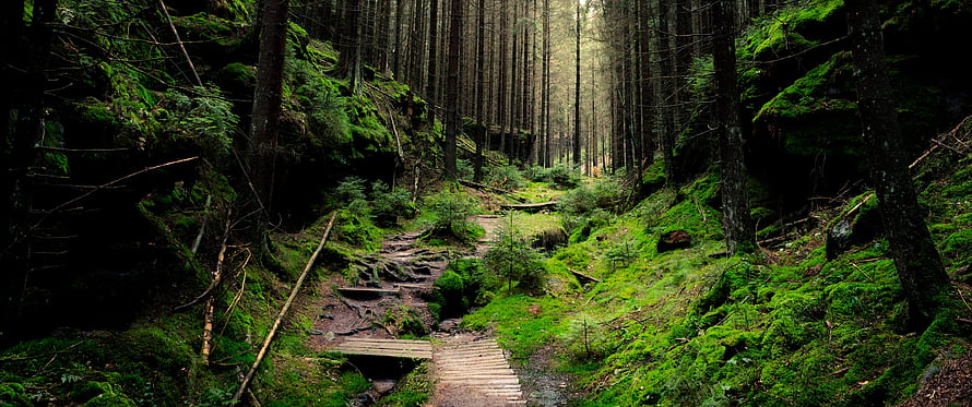 Mossy Forest Trail with Wooden Plank Walkway Through Tall Evergreen Trees HD wallpaper