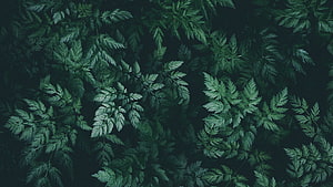 Dark Green Fern Leaves Aesthetic Nature Pattern Background HD wallpaper