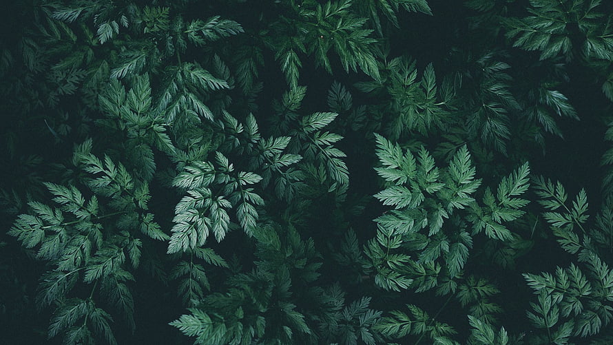 Dark Green Fern Leaves Aesthetic Nature Pattern Background HD wallpaper