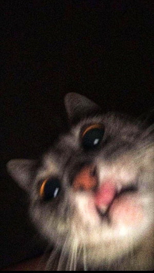 Close-up portrait of a fluffy gray cat with wide eyes and a pink nose in low light HD phone wallpaper