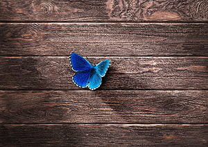 Vibrant Blue Butterfly Resting on Rustic Dark Wood Planks HD wallpaper