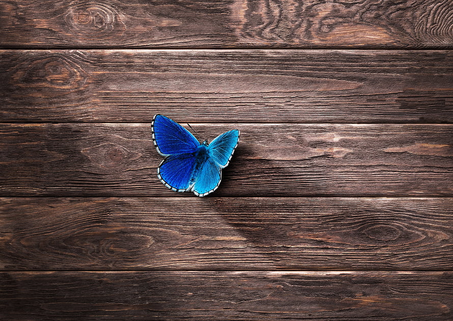 Vibrant Blue Butterfly Resting on Rustic Dark Wood Planks HD wallpaper