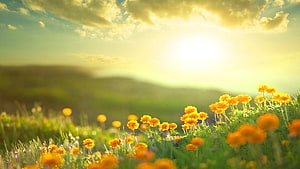 Golden Sunrise Over a Meadow of Vibrant Orange Wildflowers and Rolling Green Hills HD wallpaper