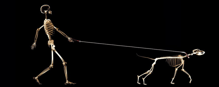 X-Ray Skeleton of a Human Walking a Dog on a Leash Against a Black Background HD wallpaper