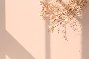Dried Gypsophila Branches With Fairy Lights Against Warm Beige Wall HD wallpaper