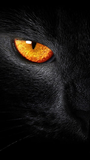 Close-up of a black cat's intense amber eye with detailed fur texture against a dark background HD phone wallpaper