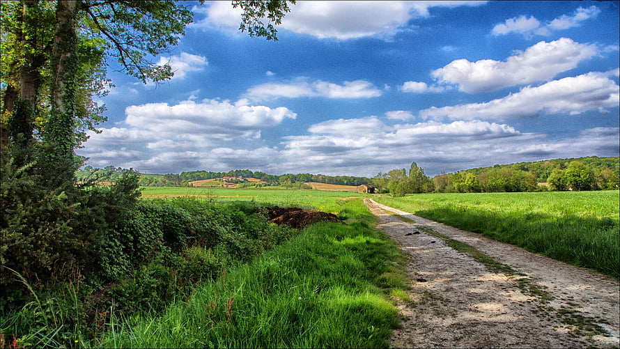 Rural Country Lane Winding Through Green Pastures Under a Bright Blue Sky HD wallpaper