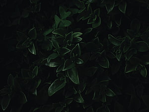 Dark Green Foliage Close-Up with Deep Shadows and Moody Atmosphere HD wallpaper