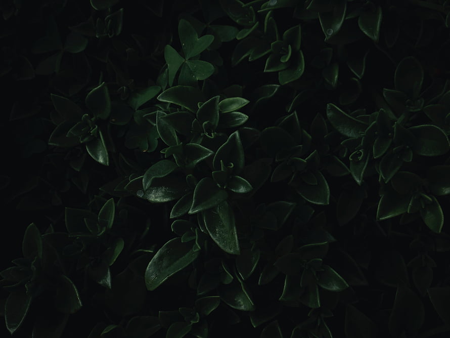 Dark Green Foliage Close-Up with Deep Shadows and Moody Atmosphere HD wallpaper