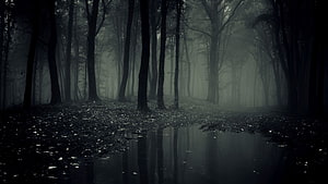 Eerie Misty Forest Scene with Dark Tree Trunks and Reflective Puddle HD wallpaper