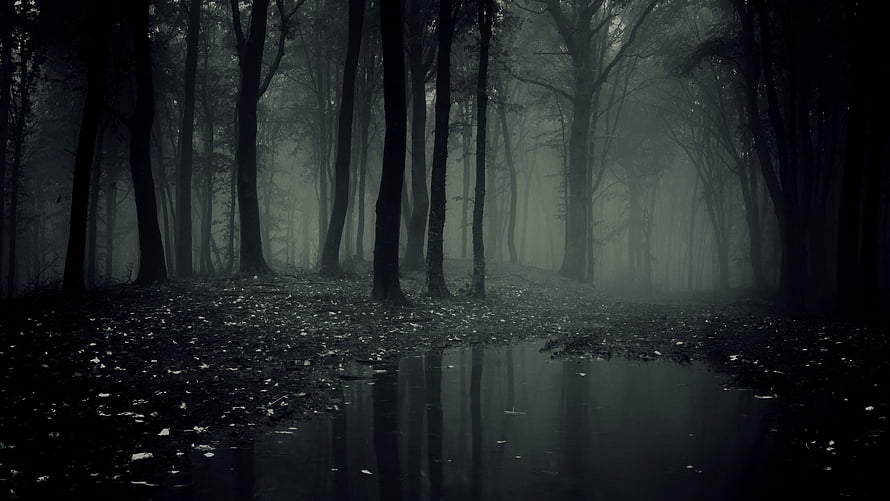 Eerie Misty Forest Scene with Dark Tree Trunks and Reflective Puddle HD wallpaper