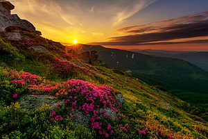 Vibrant pink wildflowers blooming on a rugged mountain slope during a dramatic golden sunset HD wallpaper