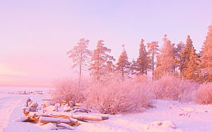 Pink Tinted Winter Landscape With Snowy Pine Trees And Frosted Bushes HD wallpaper
