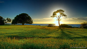 Golden Sunset Over Coastal Grassland With Silhouetted Trees And Ocean Horizon HD wallpaper