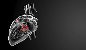 3D Medical Illustration of Human Heart Anatomy with Highlighted Valve Structure HD wallpaper