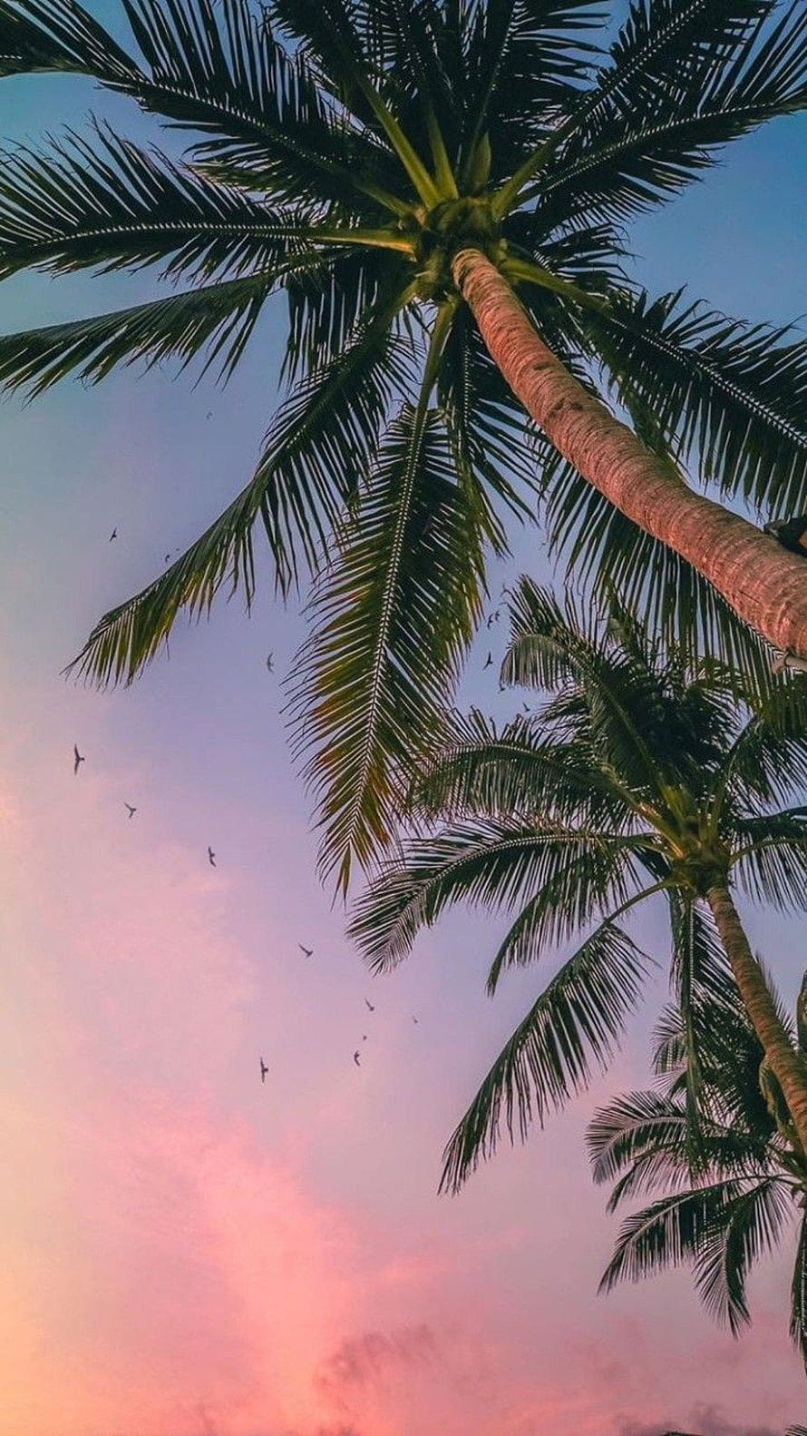 Tropical Coconut Palm Trees Silhouetted Against a Vibrant Pink and Blue Sunset Sky HD phone wallpaper