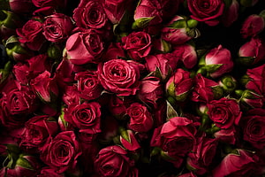 Deep Crimson Rose Buds and Blooms with Water Droplets on Dark Background HD wallpaper