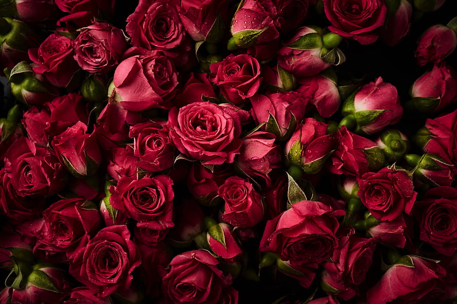 Deep Crimson Rose Buds and Blooms with Water Droplets on Dark Background HD wallpaper