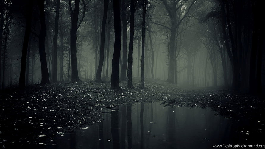 Misty Dark Forest with Still Water Reflection and Tall Bare Trees HD wallpaper