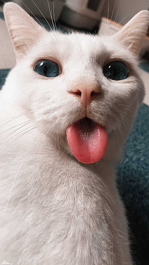 White Cat With Blue Eyes Sticking Out Tongue In Close-Up Portrait HD phone wallpaper