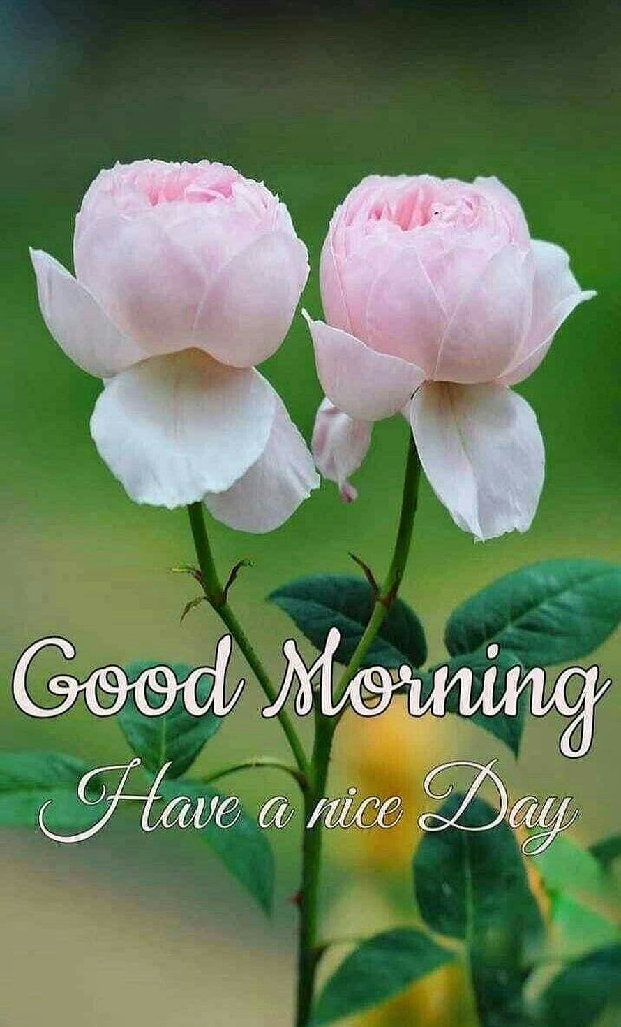 Delicate Pink Roses with Good Morning Greeting Text on Soft Green Background HD phone wallpaper
