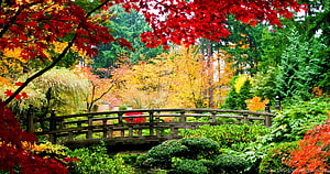 Traditional Japanese Garden Bridge Framed by Vibrant Autumn Maple Leaves HD wallpaper