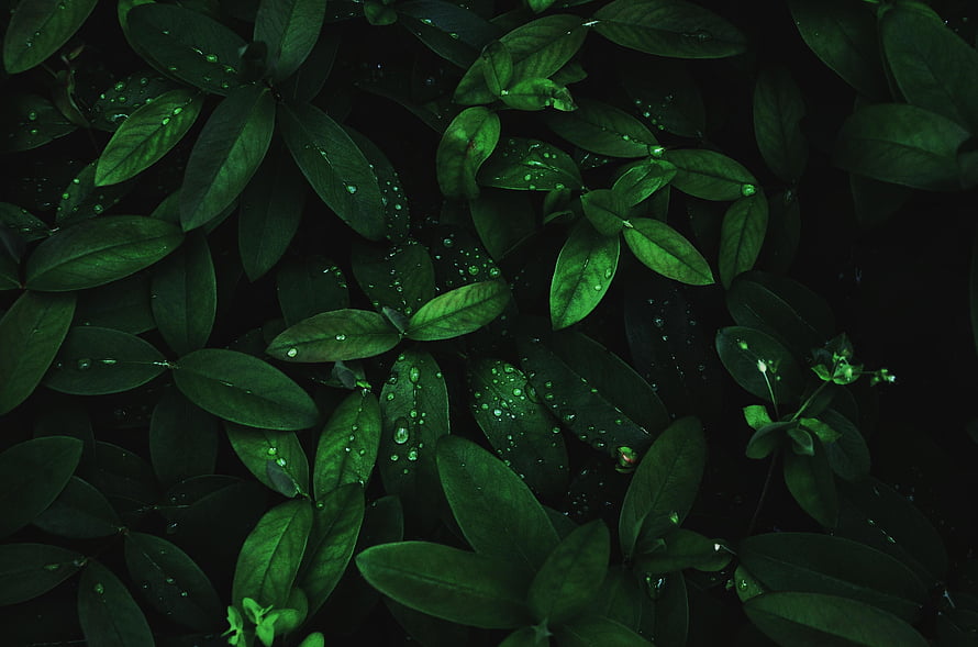 Dark Green Leaves With Dew Drops On A Black Background HD wallpaper