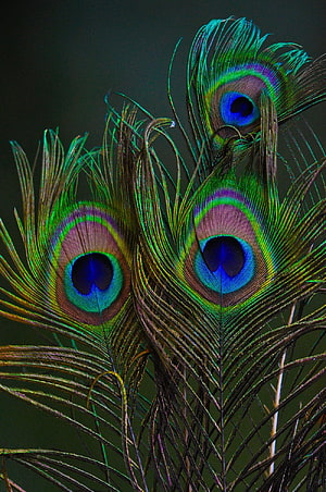 Vibrant Peacock Feather Close-Up with Iridescent Eye Patterns and Green Plumage HD phone wallpaper