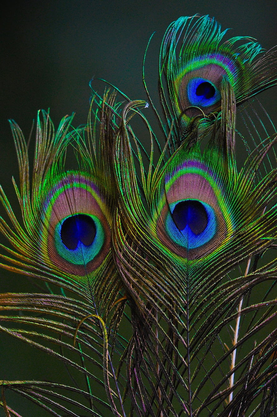 Vibrant Peacock Feather Close-Up with Iridescent Eye Patterns and Green Plumage HD phone wallpaper