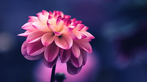Vibrant Pink Dahlia Bloom Against a Soft Purple Bokeh Background HD wallpaper