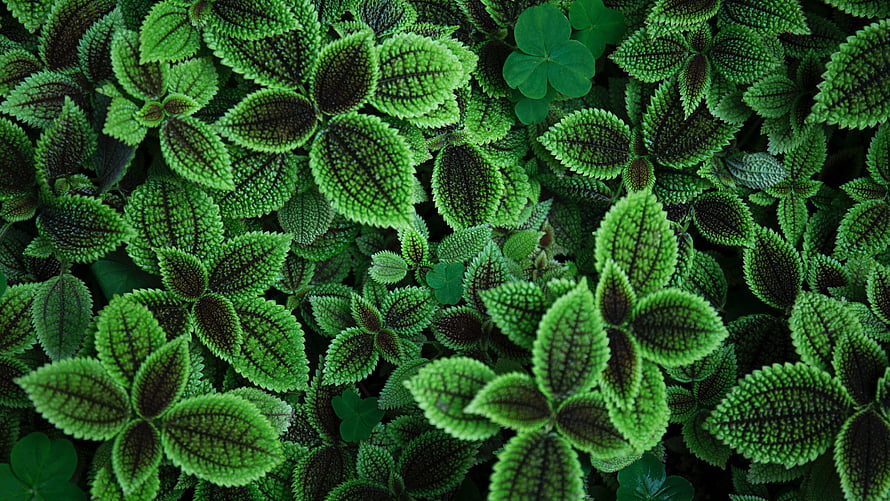 Lush Green Pilea Leaves With Intricate Dark Veins And Textured Foliage HD wallpaper