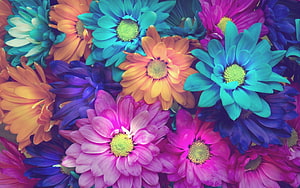 Vibrant Multicolored Gerbera Daisies in a Dense Floral Arrangement HD wallpaper