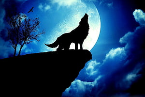 Silhouette of a howling wolf on a rocky cliff against a large full moon and dramatic blue night sky HD wallpaper