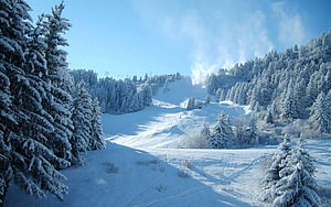 Snow-Covered Pine Forest and Ski Slope Under a Bright Blue Winter Sky HD wallpaper