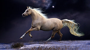 Palomino Horse Galloping Through Snowy Night Landscape Under Moonlight HD wallpaper