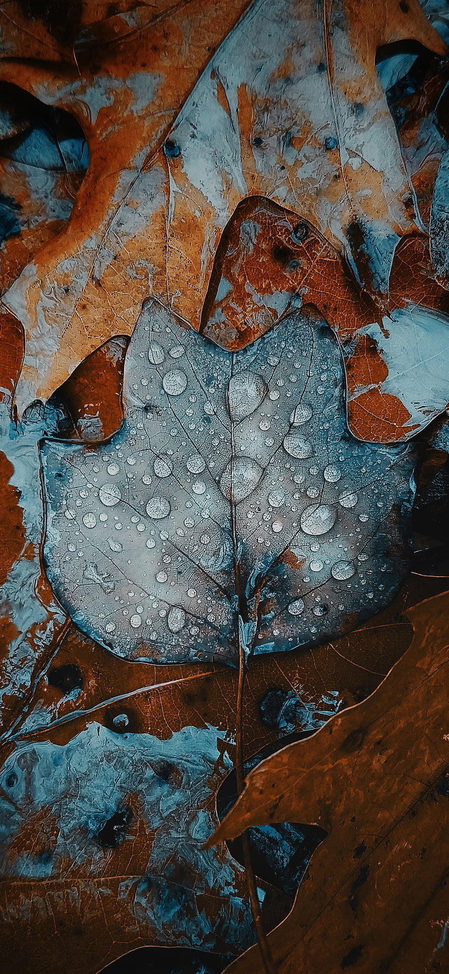 Moody Autumn Leaves With Water Droplets And Cool Blue Tones HD phone wallpaper