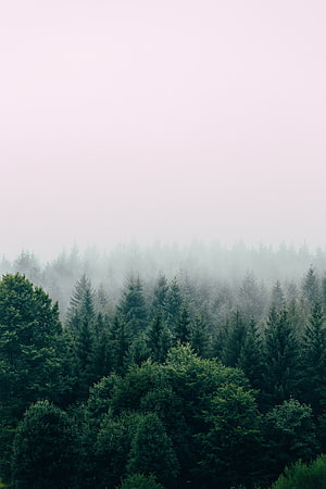 Misty Evergreen Forest Canopy Under a Pale Overcast Sky HD phone wallpaper
