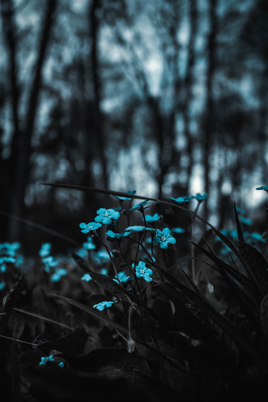 Vibrant Blue Wildflowers in a Dark Misty Forest with Soft Bokeh Background HD phone wallpaper