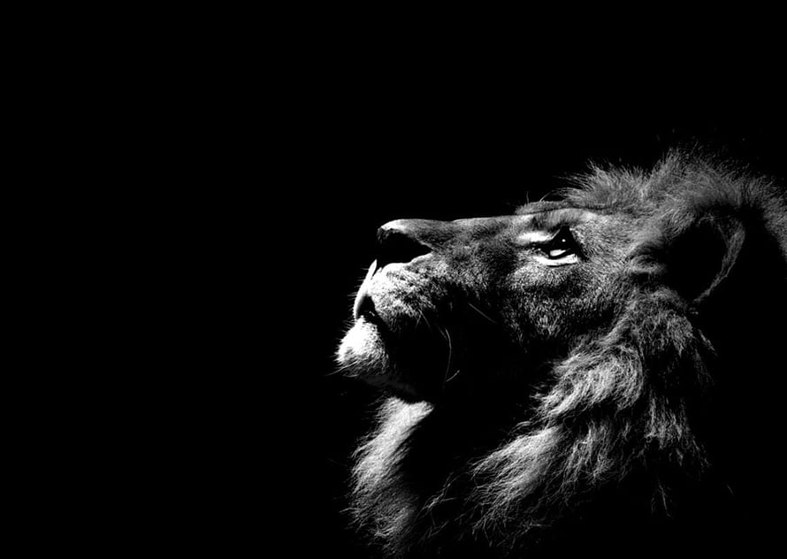 Dramatic Black and White Portrait of a Majestic Lion in Profile HD wallpaper