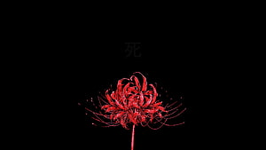 Glowing Red Higanbana Lily of the Valley on Black Background with Japanese Kanji HD wallpaper
