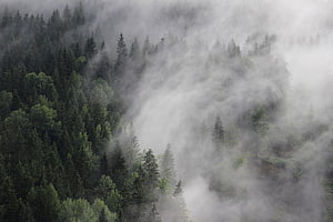 Misty Pine Forest in Austria: Foggy Woods and Evergreen Canopy HD wallpaper