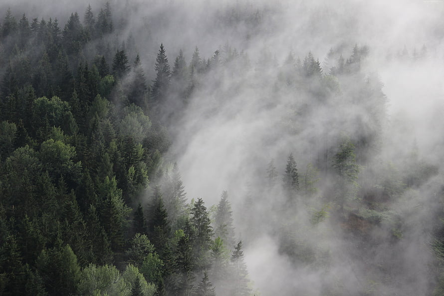Misty Pine Forest in Austria: Foggy Woods and Evergreen Canopy HD wallpaper