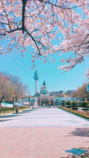 Spring Cherry Blossoms Framing Lotte World Tower and Amusement Park Entrance in Seoul HD phone wallpaper