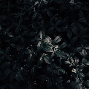 Dark moody close-up of dense green foliage with deep shadows and subtle leaf highlights HD phone wallpaper
