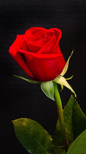 Vibrant Red Rose Bud with Green Leaves Against a Dark Black Background HD phone wallpaper