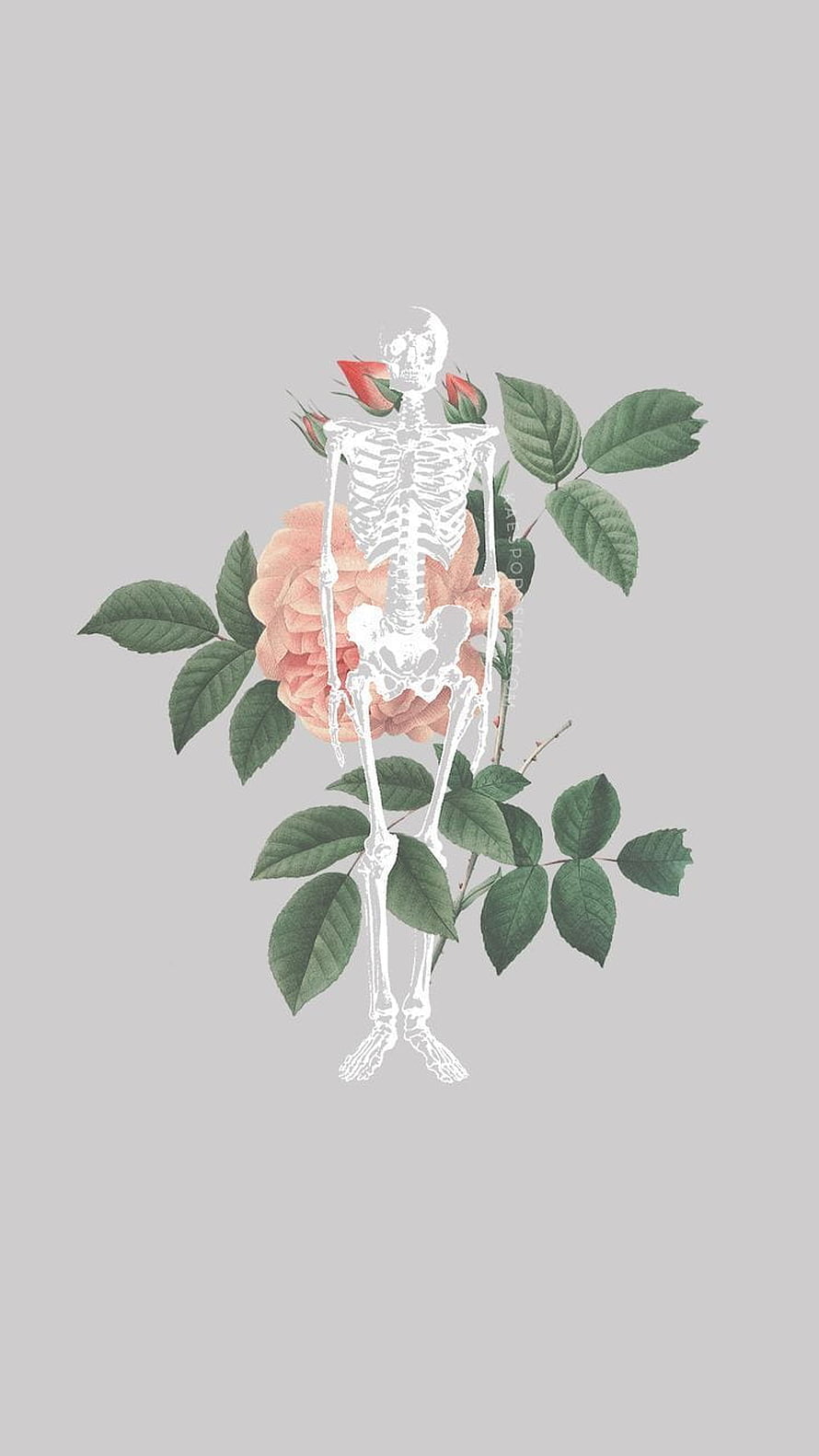 Minimalist Skeleton and Botanical Rose Illustration on Gray Background HD phone wallpaper